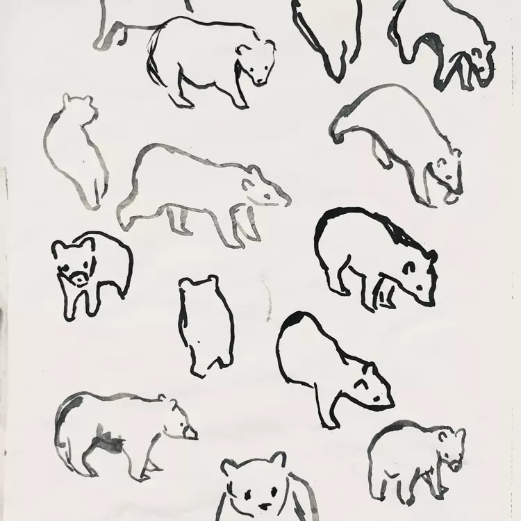 a collection of bears drawn in ink, working from a video taken from life. Bear illustrations, bear drawing 
